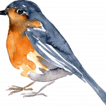 Robin bird watercolor [Converted]